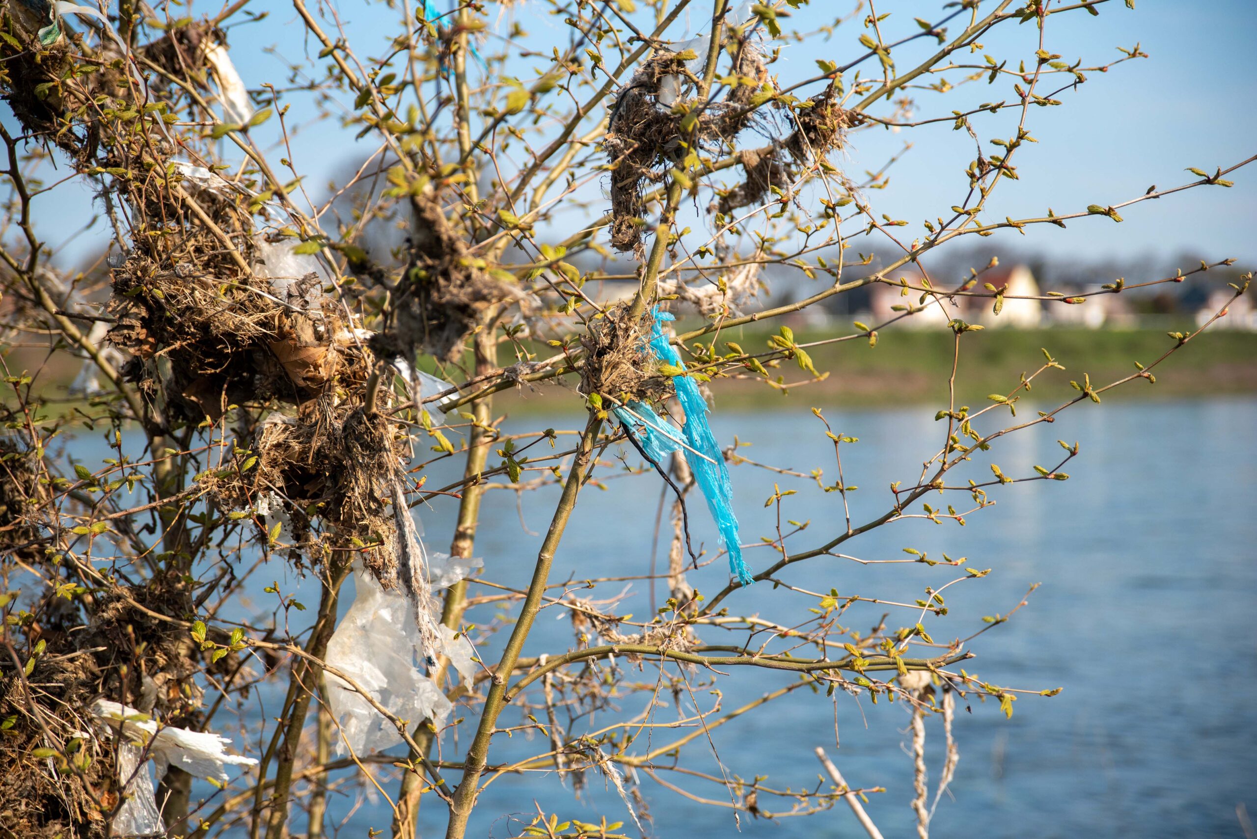 Zwerfvuil in struik langs de Maas