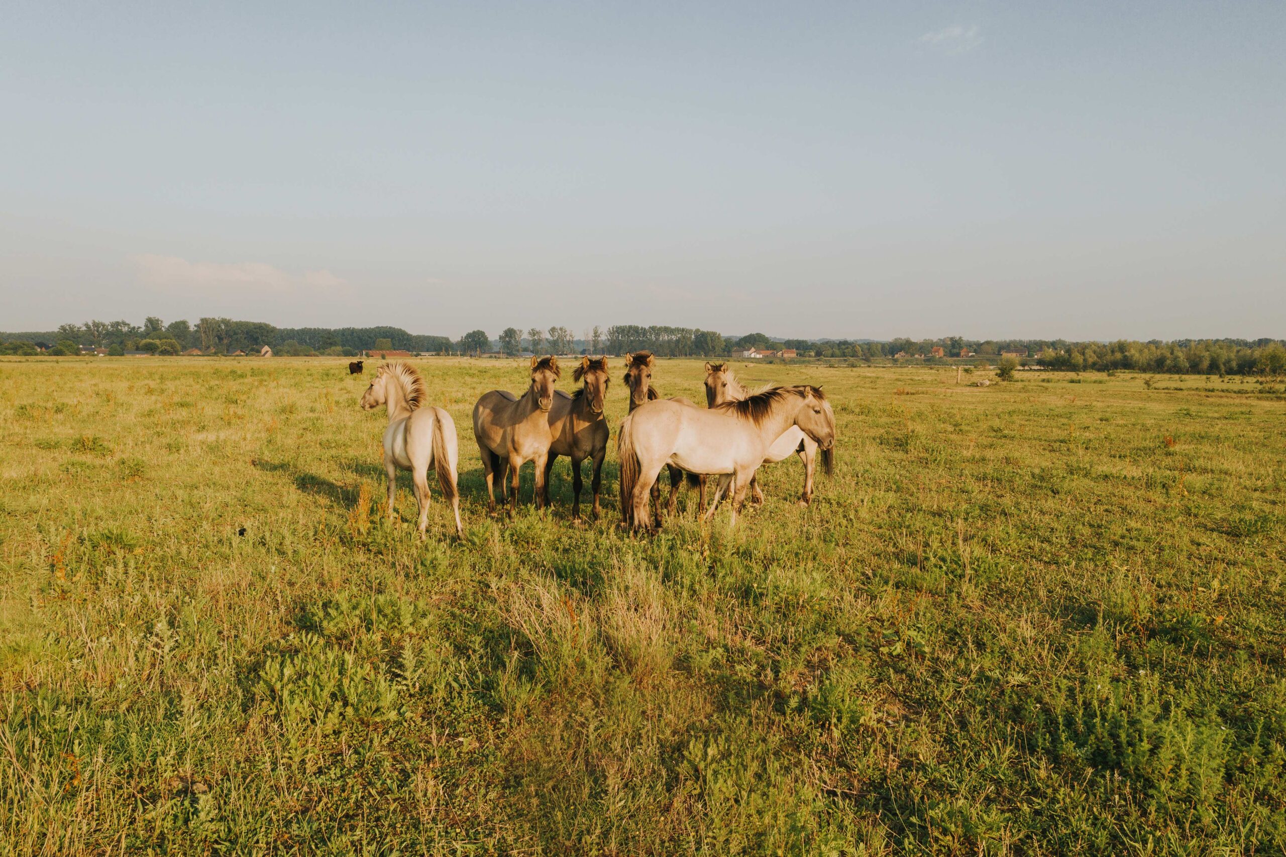 Kudde konikpaarden in Meers@Jorgo Kokkinidis