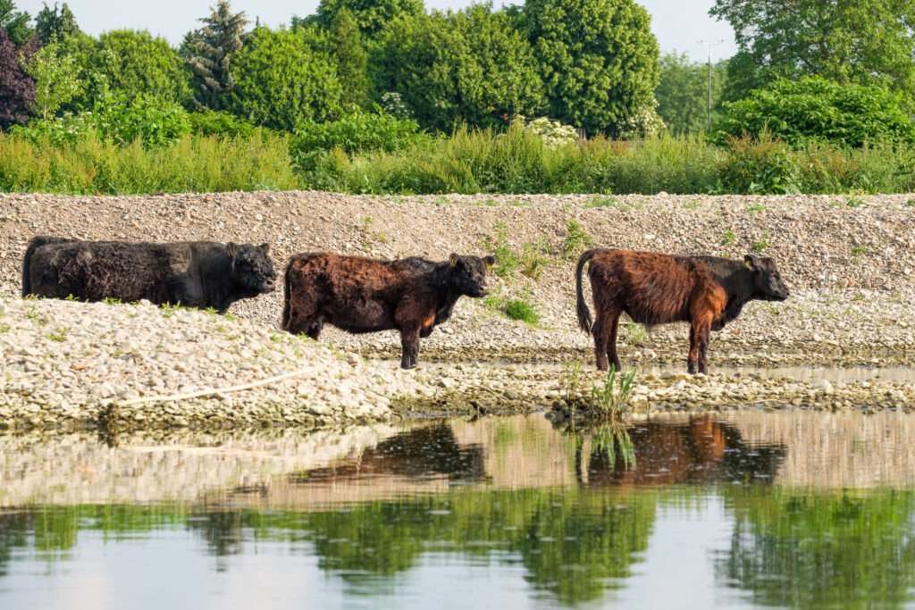 Galloways met poten in het water @Erwin Christis