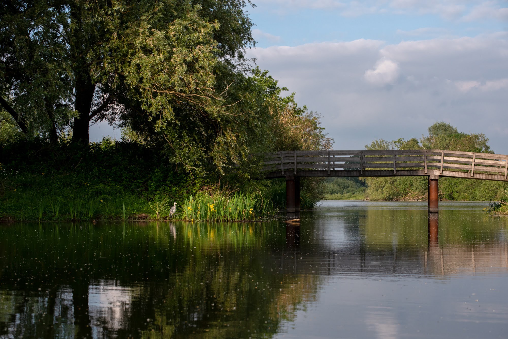 Reiger aan de oever van de oude Maas in Stokkem © Ben Creemers