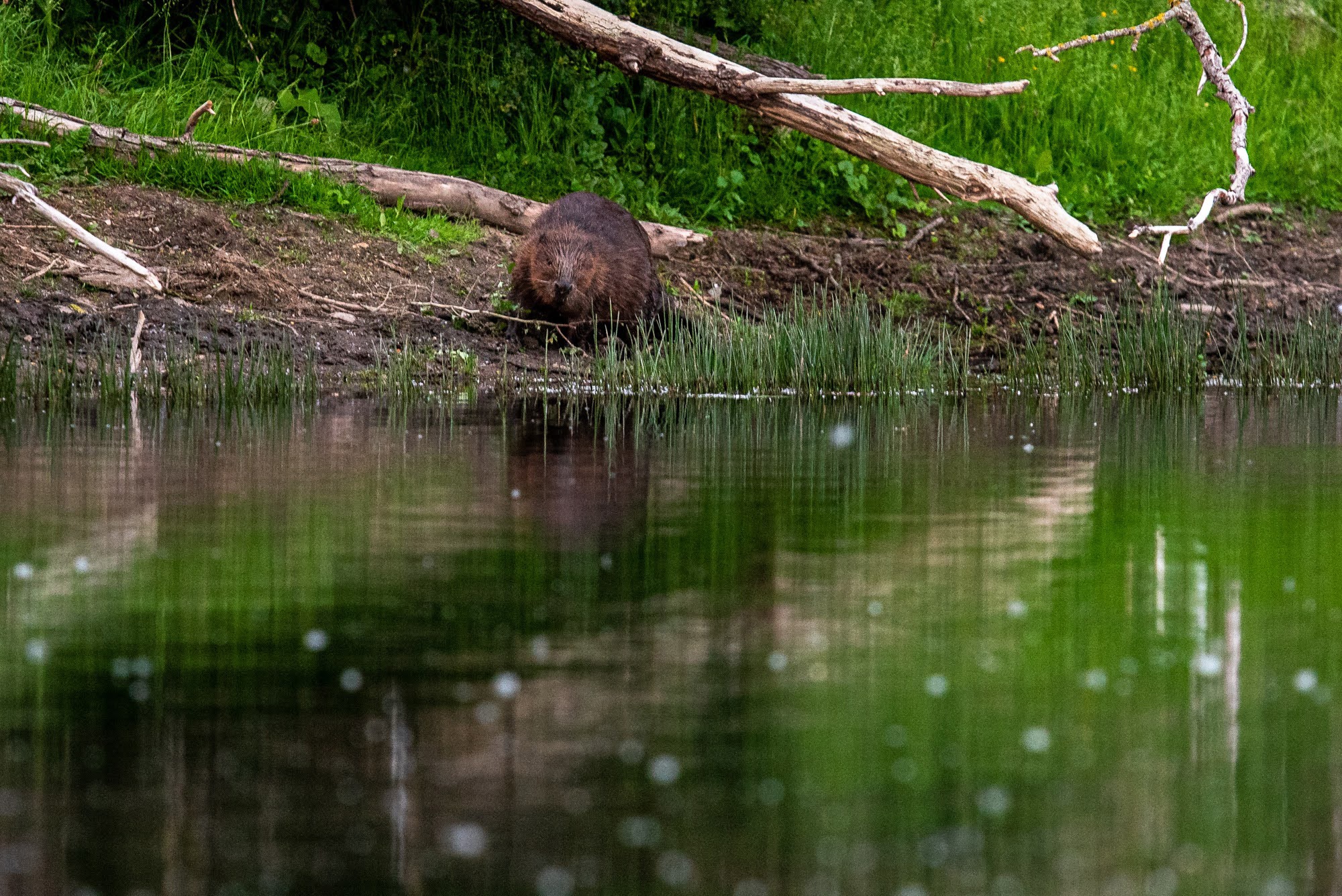 Bever aan oude Maas in Stokkem © Ben Creemers