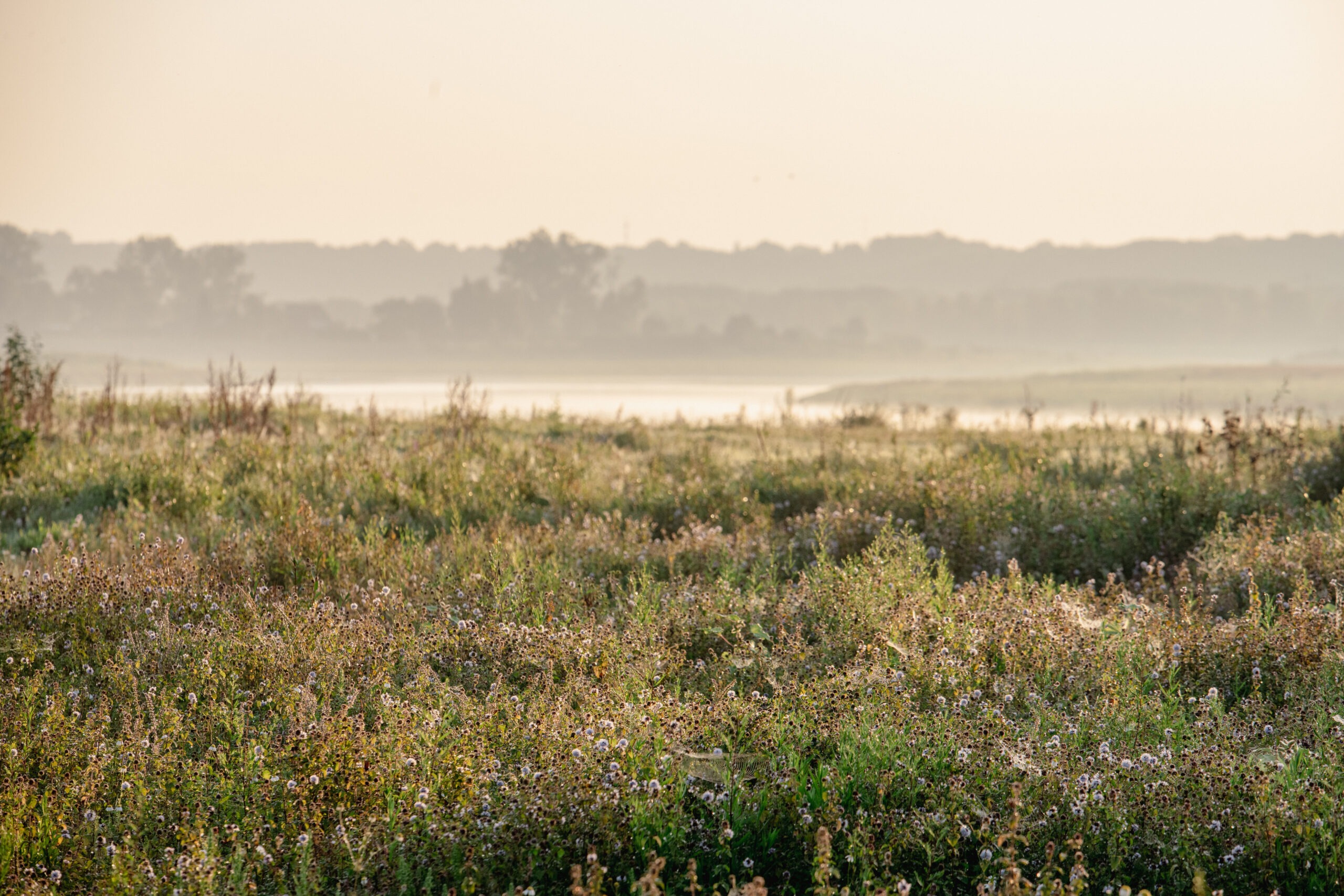 riviernatuur langs de Maas © Ben Creemers