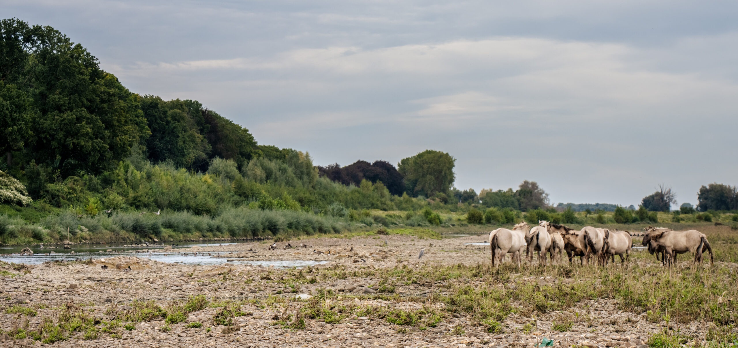 Kudde konikpaarden in Borgharen © Ben Creemers