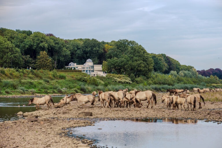 Kudde konikpaarden in Borgharen ©Ben Creemers