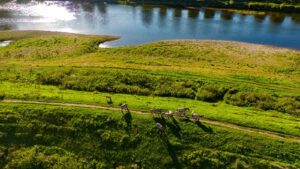 Luchtfoto met Konikpaarden langs de Maas in De Rug