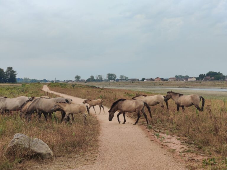 Natuurgebied Elba met konikpaarden