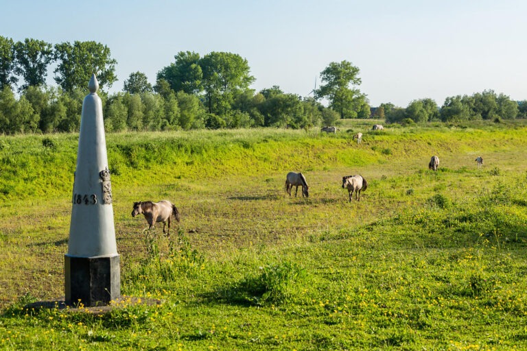 Konikpaarden in Mazenhoven Gert Arijs