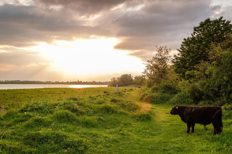 Koningssteen Kollegreend met grenspaal en galloway ©RLKM