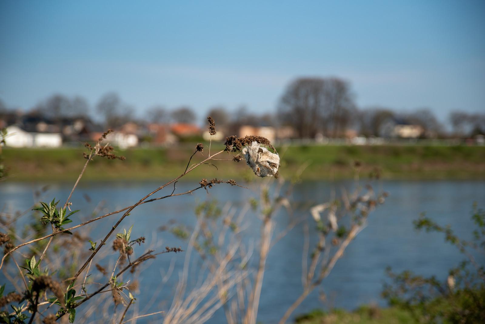 Zwerfvuil, afval in struiken langs de Maas Ben Creemers