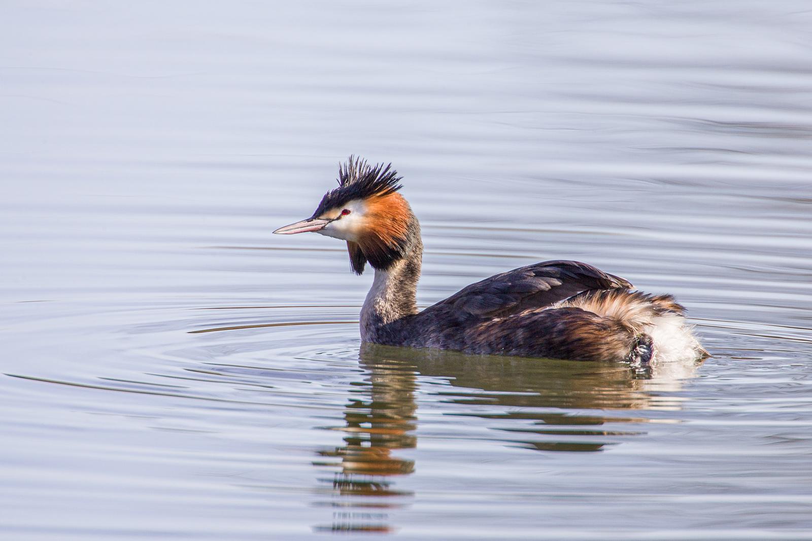 Fuut - Podiceps cristatus Erwin Christis