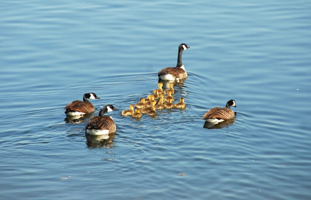 Eend met kuikens © Thieu Vogels