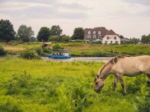 Veerpont Ophoven met paard in de voorgrond ©Kris Van De Sande