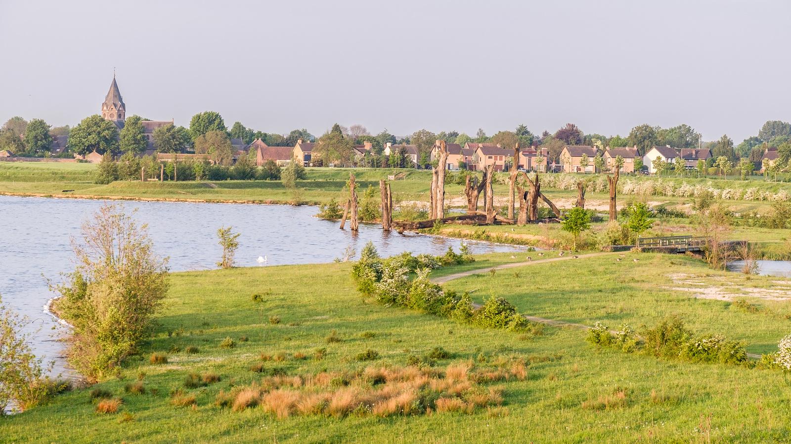 Bomenmonument aan de Molenplas in Stevensweert. Het bestaat uit eiken die 1500 tot 2000 jaar geleden onder het grind van de Maas bedolven zijn en op die manier geconserveerd zijn gebleven. Bij de grindwinning waaruit de Molenplas is ontstaan, zijn deze zwarte bomen naar boven gekomen.