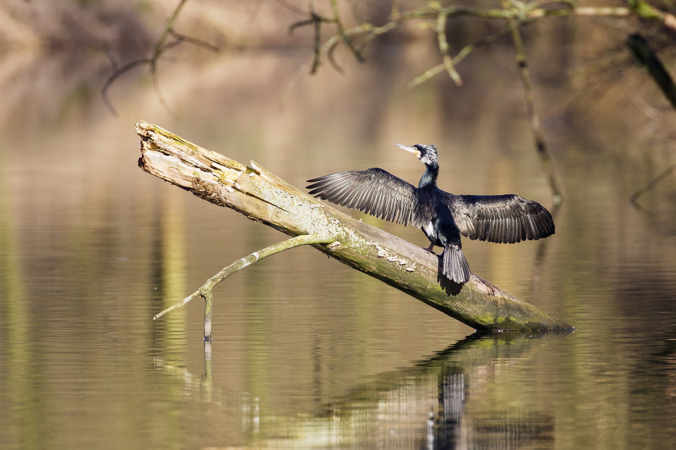 Aalscholver laat veren drogen ©Erwin_Christis